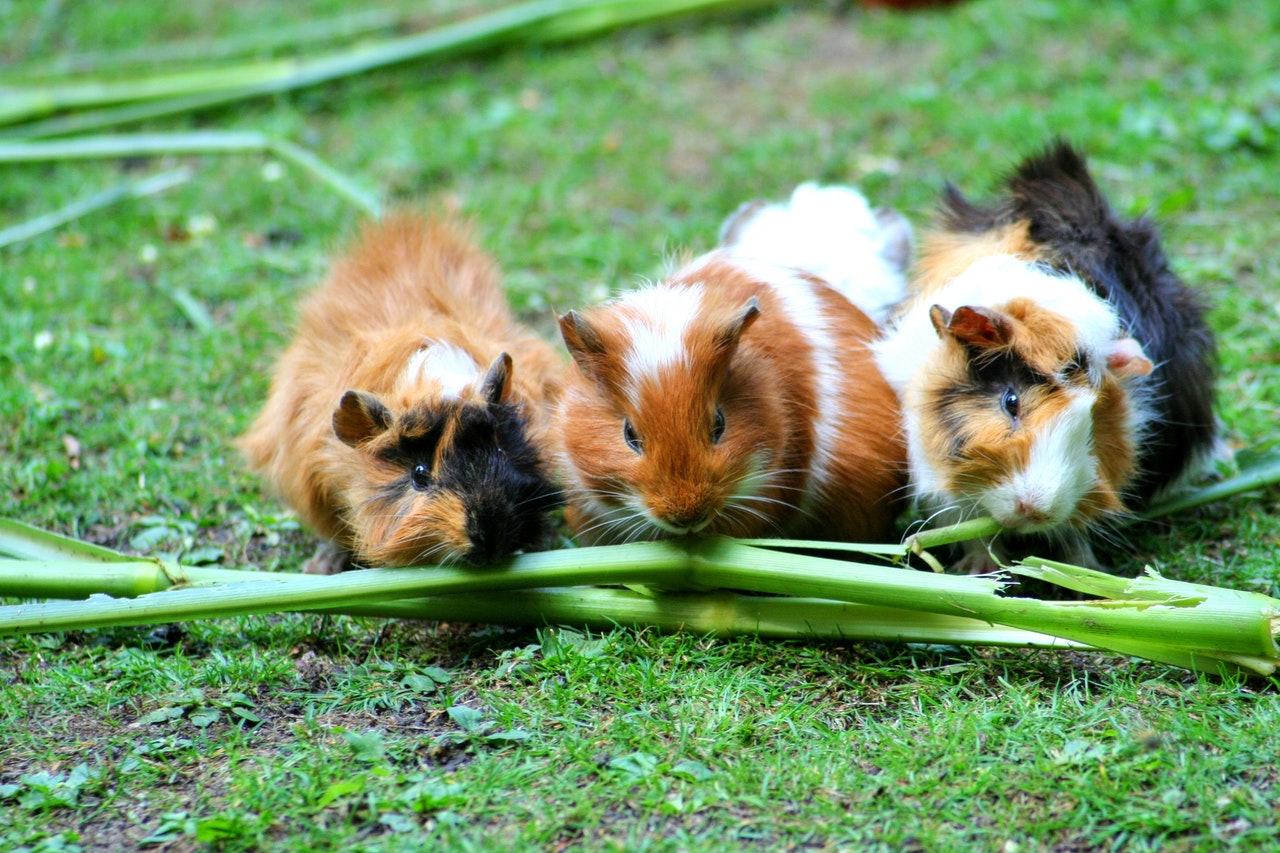 Animale de companie pe care nu te astepti sa le vezi in posesia oamenilor