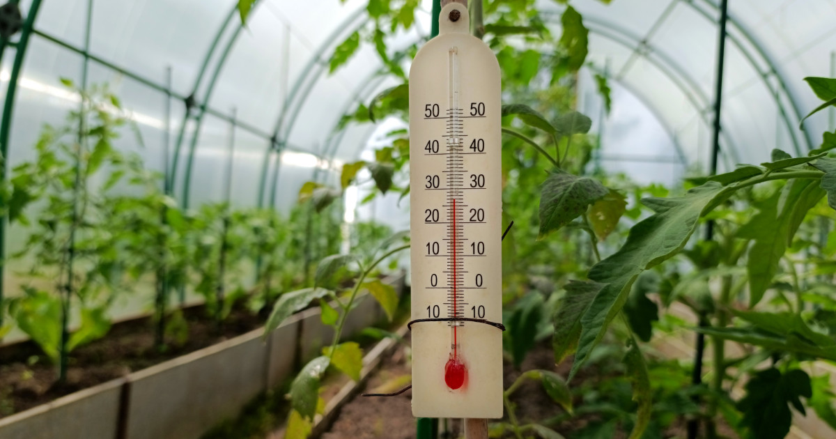 Impactul diferențelor de temperatură asupra legumelor: Provocările legumicultorilor români în contextul schimbărilor climatice