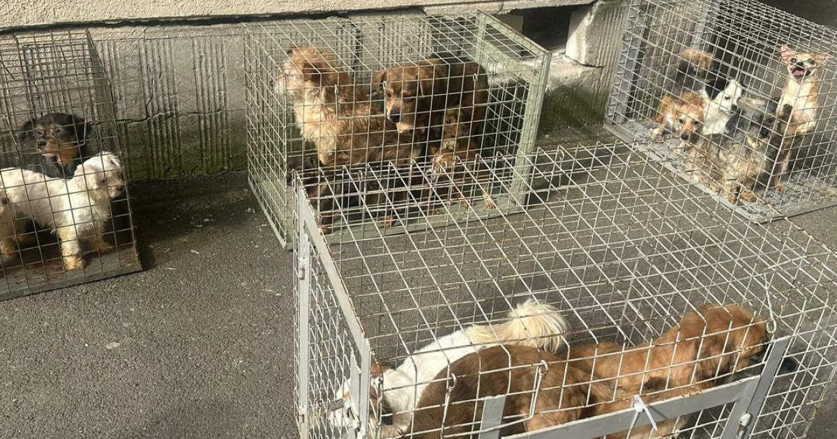Salvarea câinilor din București: O privire în adâncime asupra neglijenței și responsabilității în îngrijirea animalelor