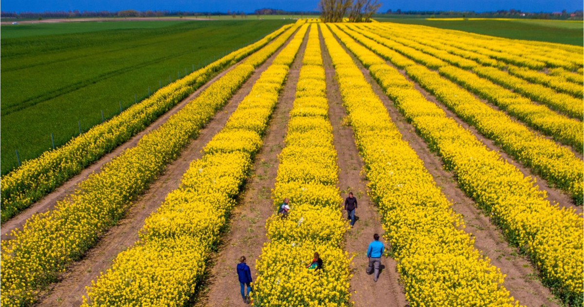 Tensiunile geopolitice și impactul asupra piețelor agricole: Analiza situației dintre SUA și Iran