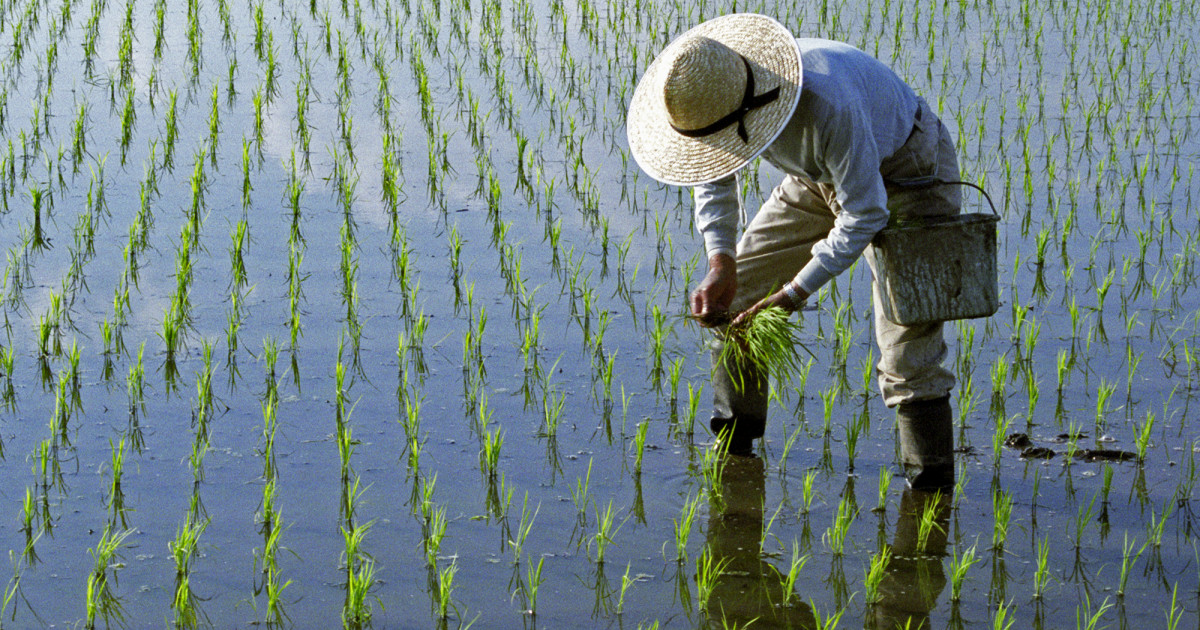 Impactul Războiului din Iran asupra Producției de Orez în Asia: O Criză Alimentară în Pregătire