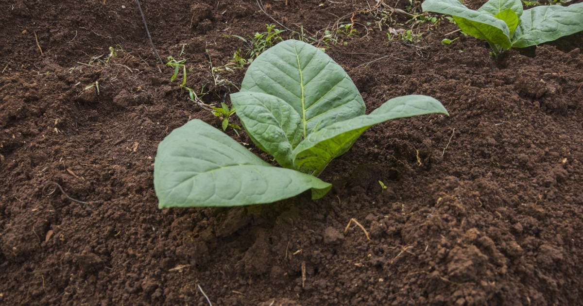 Inovație în Botanică: Cercetătorii Transformă Tutunul în O Sursă de Substanțe Psihedelice