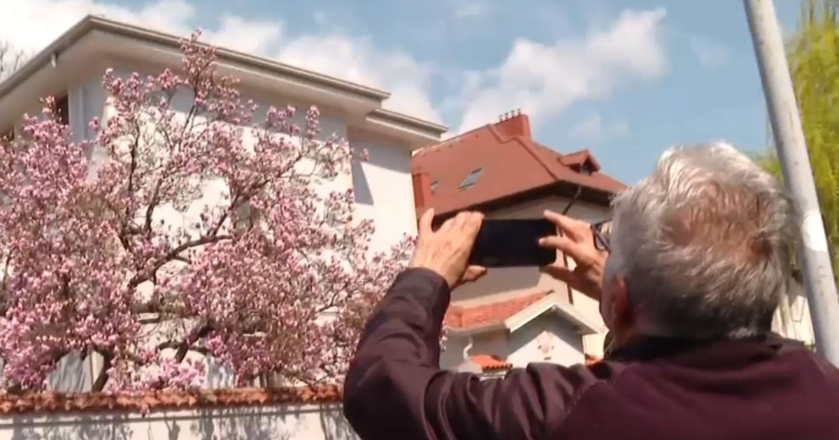 Magnoliile Bucureștene: O Simfonie de Culori și Emoții în Capitală
