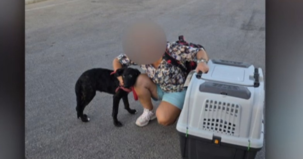 Cazul Caelya: O Poveste de Cruzime, Justiție și Speranță pentru Viitorul Animalelor în România