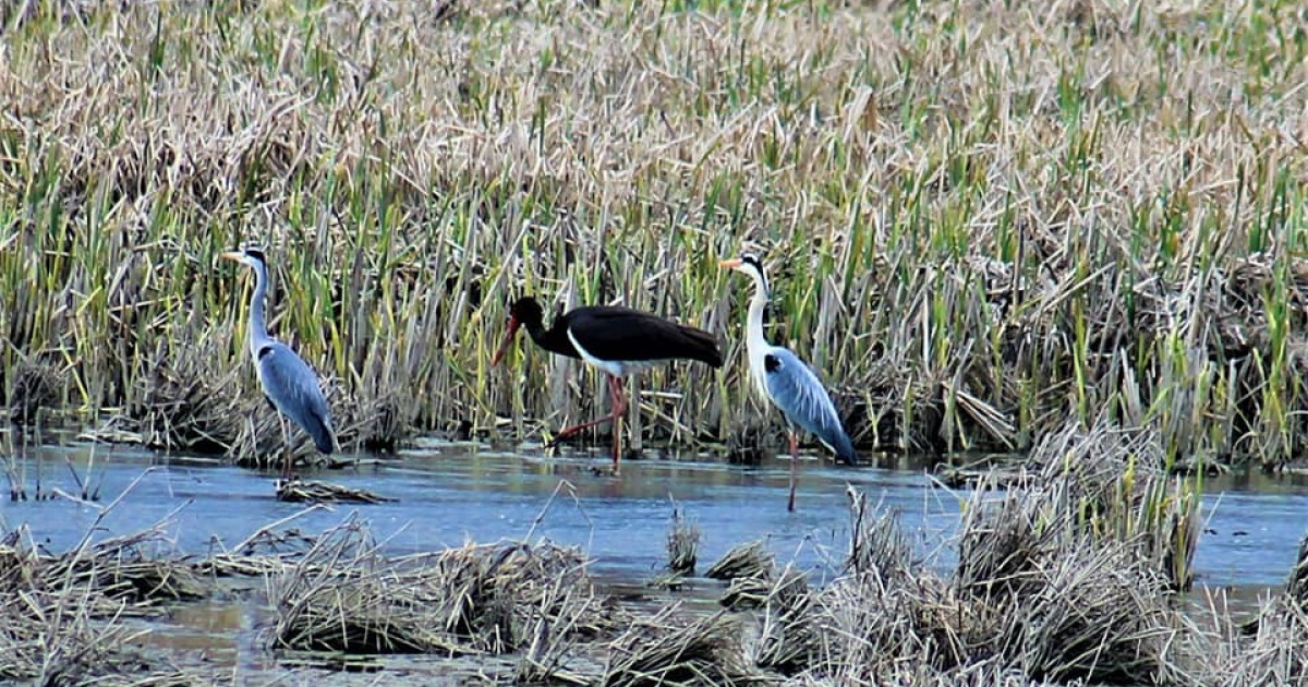 România în fața provocării biodiversității: Noile arii naturale protejate și impactul lor asupra mediului