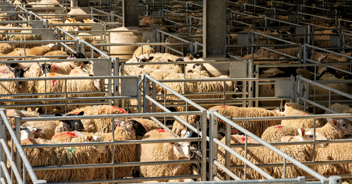 Algeria și România: Oportunități și Provocări în Exportul de Ovine și Carne