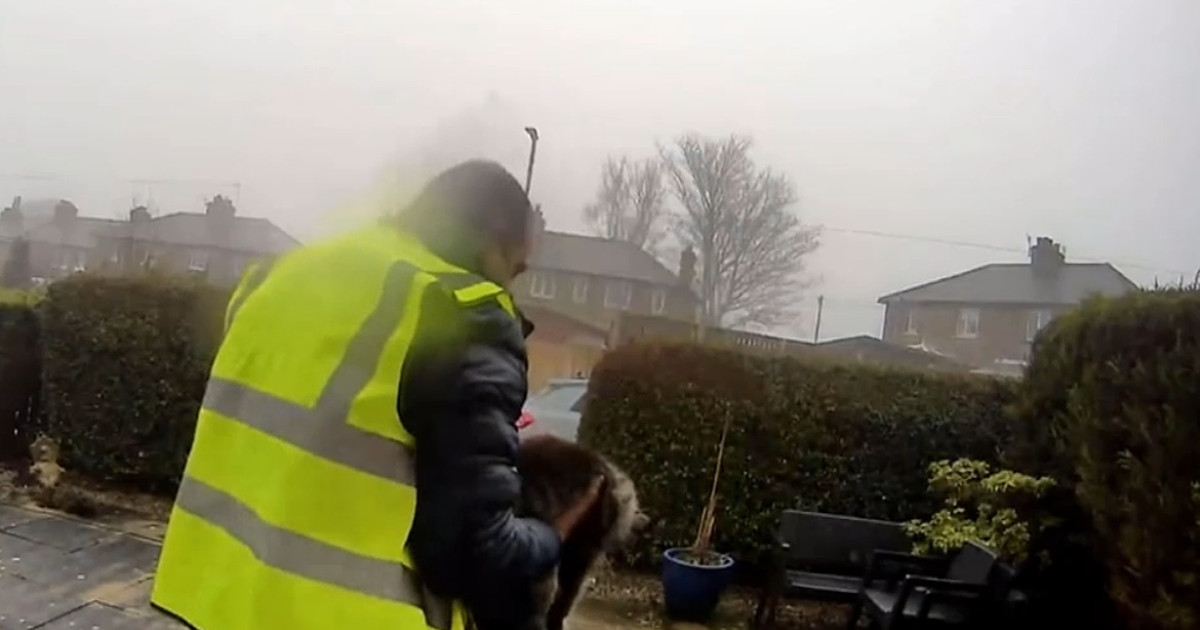 Furtul unei pisici în Marea Britanie: O poveste despre justiție, responsabilitate și percepția asupra animalelor de companie