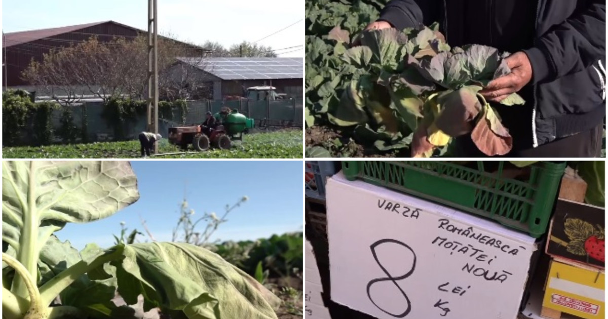 Criza verzei de primăvară în Dolj: Impactul vremii extreme asupra culturilor și economiei locale