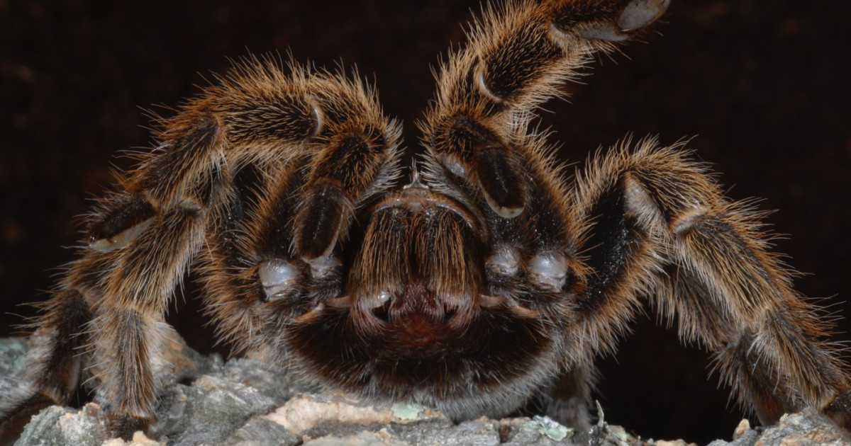 O Călătorie Neobișnuită: Descoperirea Tarantulelor în Trenul din Germania