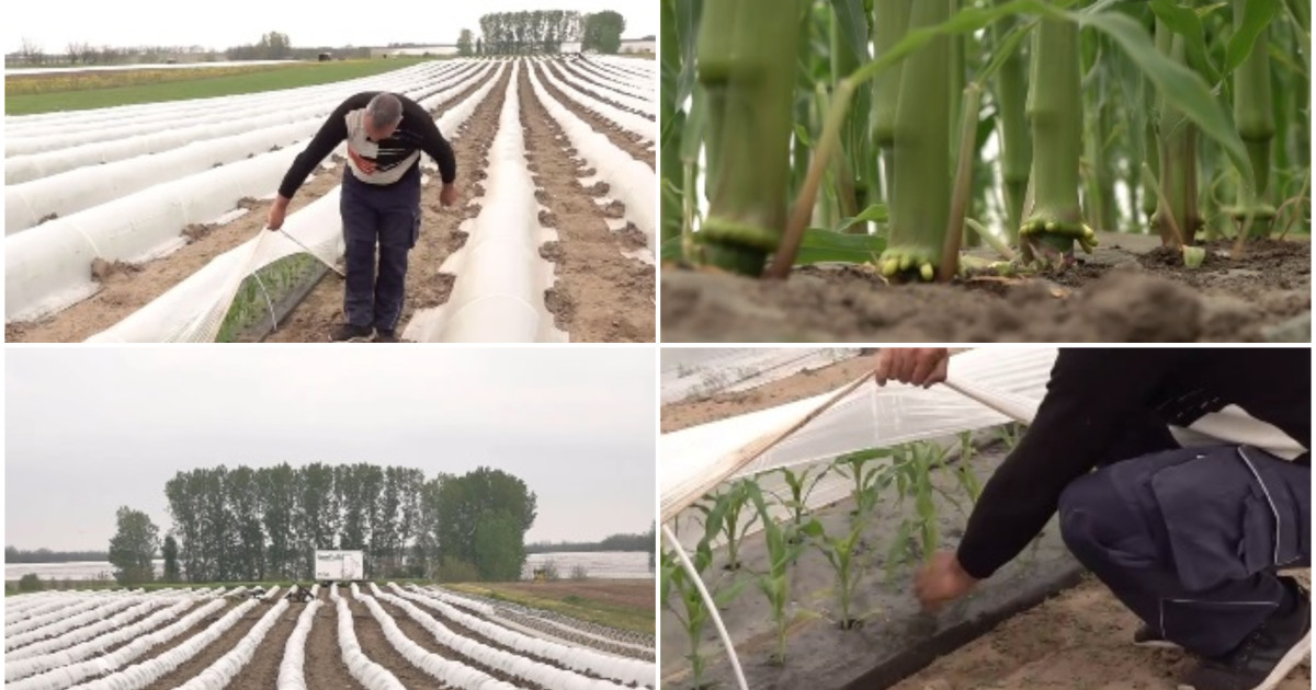 Adaptarea Agriculturii Românești la Schimbările Climatice: Fermierii din Oltenia Își Schimbă Culturile