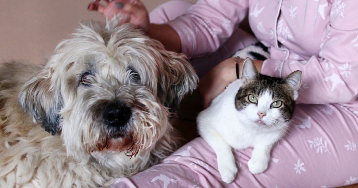 Parlamentul European adoptă norme esențiale pentru protecția câinilor și pisicilor: o victorie pentru bunăstarea animalelor