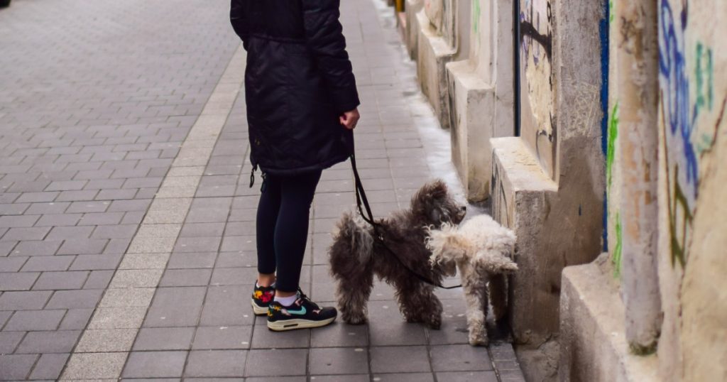 Reglementările stricte pentru proprietarii de câini din Livorno: O nouă abordare pentru igiena urbană