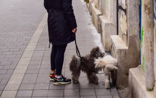 Reglementările stricte pentru proprietarii de câini din Livorno: O nouă abordare pentru igiena urbană