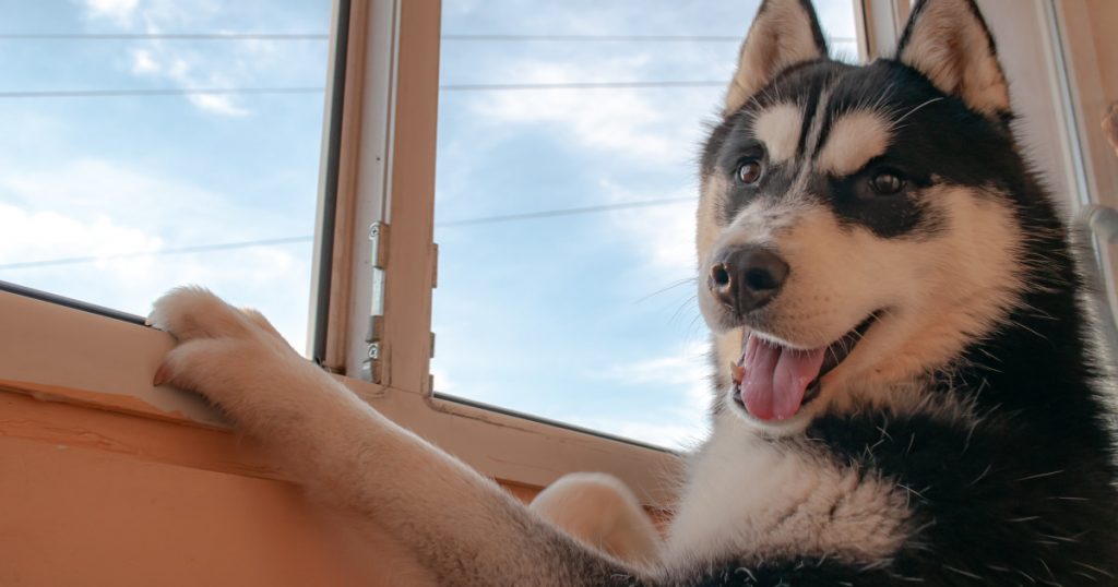 Crucea unei fapte teribile: Condamnarea unui bărbat din Suceava pentru omorârea unui câine Husky