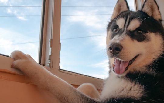 Crucea unei fapte teribile: Condamnarea unui bărbat din Suceava pentru omorârea unui câine Husky