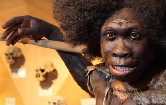 Descoperirile recente privind creierul neanderthalienilor: O nouă lumină asupra dispariției lor misterioase