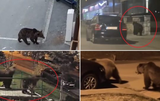 Urșii în Localitățile Montane: O Provocare pentru Comunitățile din România