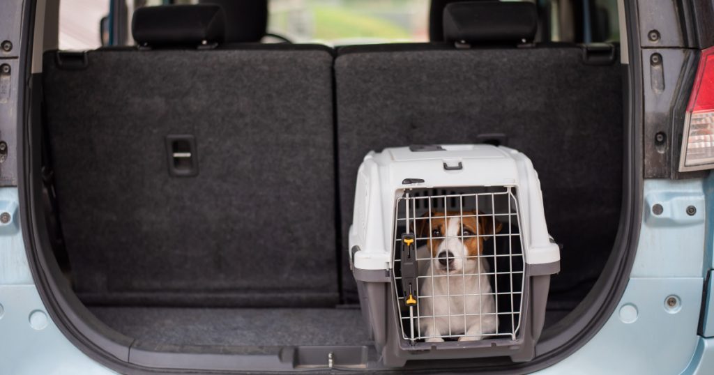Reguli Actualizate pentru Călătoria cu Animale de Companie în Uniunea Europeană: Tot Ce Trebuie Să Știe Proprietarii