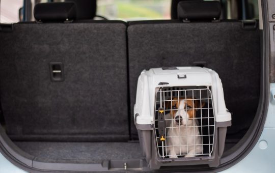 Reguli Actualizate pentru Călătoria cu Animale de Companie în Uniunea Europeană: Tot Ce Trebuie Să Știe Proprietarii