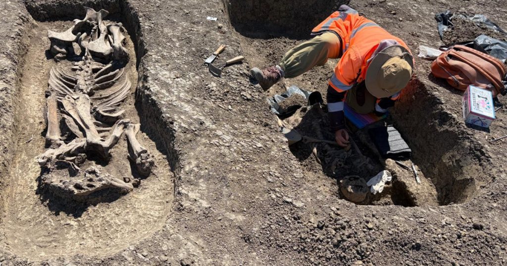 Descoperirea Arheologică de la Timișoara: O Privire Asupra Războinicilor Avari și Practicilor Funerare din Secolele VI-VII D.HR.