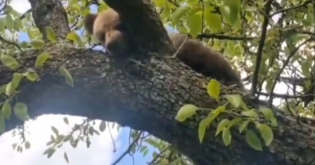 Salvarea unui Pui de Urs: O Acțiune a Jandarmeriei care Reflectă Provocările Confruntării Om-Animal în România