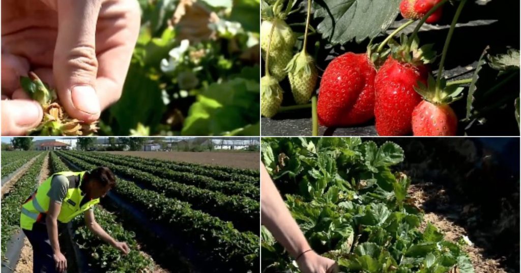 Impactul vremii asupra producției de căpșuni românești: o analiză detaliată a provocărilor agricole
