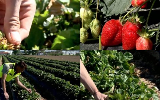 Impactul vremii asupra producției de căpșuni românești: o analiză detaliată a provocărilor agricole