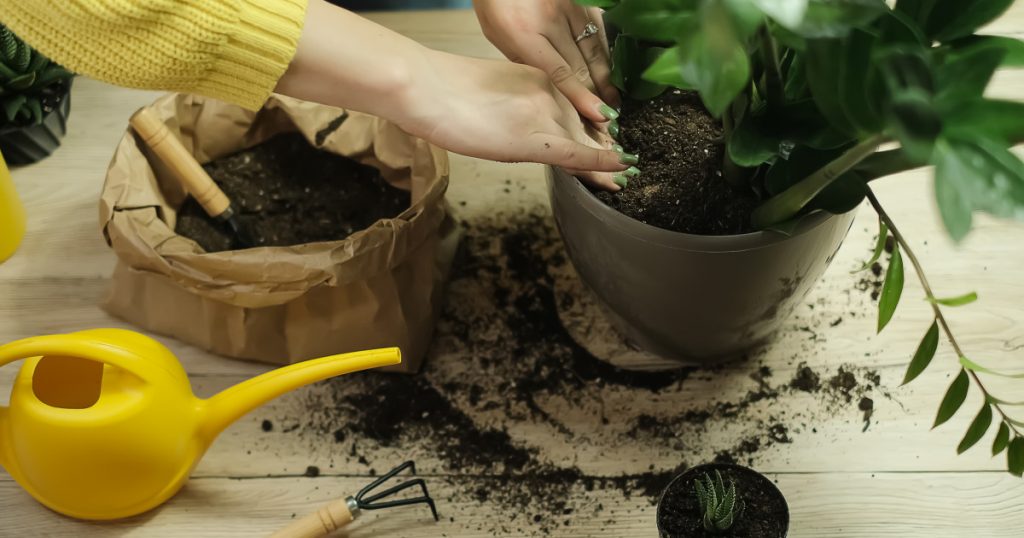Plantele exotice: O tendință înfloritoare în casele românilor