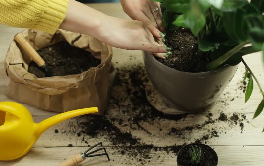 Plantele exotice: O tendință înfloritoare în casele românilor