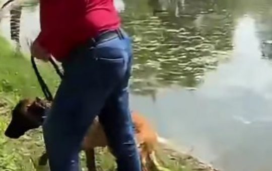 Un incident șocant în Parcul Tineretului: încercarea de înec a unui câine și impactul asupra societății românești