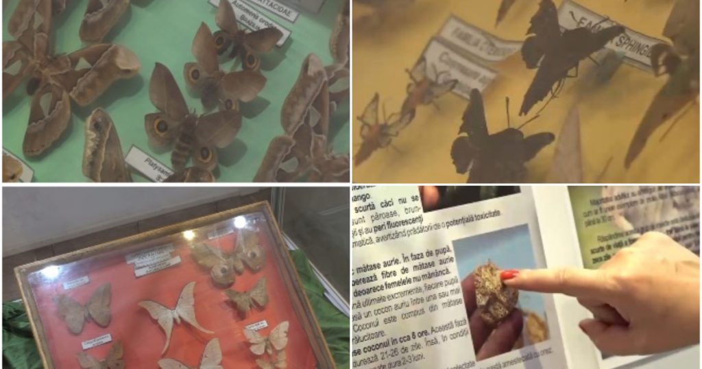 Fluturii Exotici: O Expoziție Fascinantă la Muzeul Olteniei din Craiova