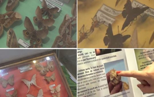 Fluturii Exotici: O Expoziție Fascinantă la Muzeul Olteniei din Craiova