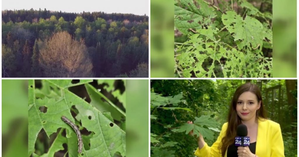 Invazia Omizilor în Pădurea Băneasa: Impact, Răspunsuri și Perspective Ecologice