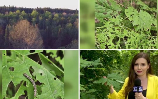 Invazia Omizilor în Pădurea Băneasa: Impact, Răspunsuri și Perspective Ecologice