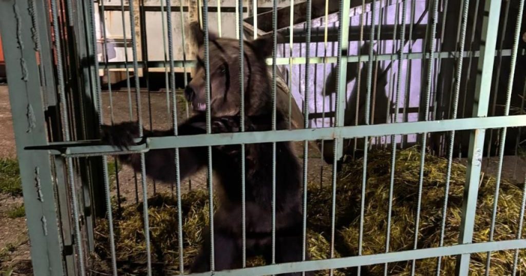 Capturarea unui Urs Brun în Şcoala de Agenţi de Poliţie din Câmpina: Între Siguranţă Publică şi Conservarea Faunei Sălbatice