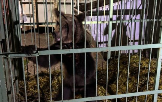 Capturarea unui Urs Brun în Şcoala de Agenţi de Poliţie din Câmpina: Între Siguranţă Publică şi Conservarea Faunei Sălbatice