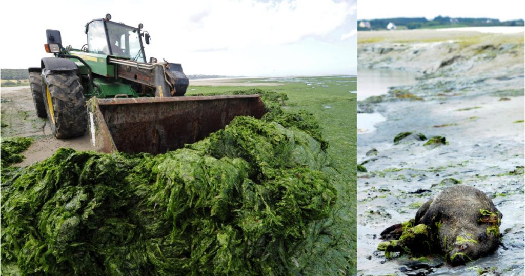 Misterul algelor ucigașe din Bretania: O criză ecologică și umană în inima Franței