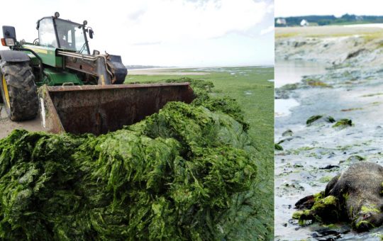 Misterul algelor ucigașe din Bretania: O criză ecologică și umană în inima Franței