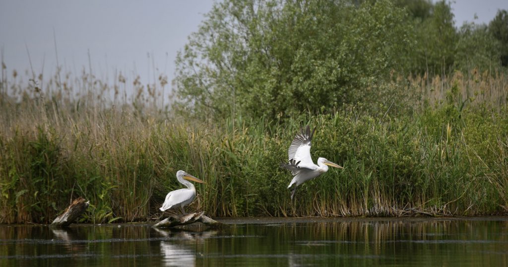 Impactul Războiului din Ucraina asupra Turismului în Delta Dunării: O Analiză Detaliată