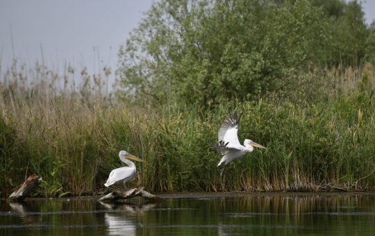 Impactul Războiului din Ucraina asupra Turismului în Delta Dunării: O Analiză Detaliată