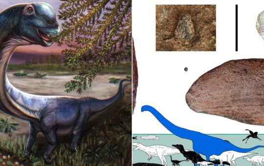 Descoperirea ultimului titan al Asiei de Sud-Est: Nagatitan chaiyaphumensis și impactul său asupra paleontologiei