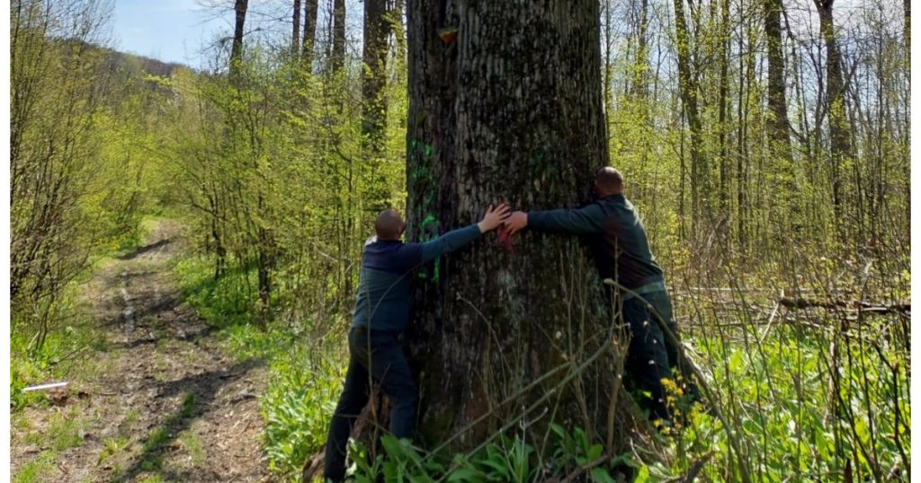 Catalogul Național al Arborilor Seculari: O Inițiativă Crucială pentru Conservarea Biodiversității în România