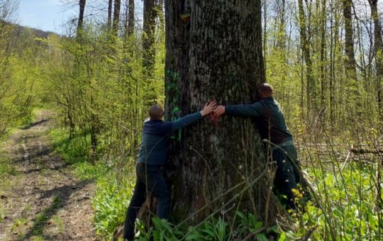 Catalogul Național al Arborilor Seculari: O Inițiativă Crucială pentru Conservarea Biodiversității în România