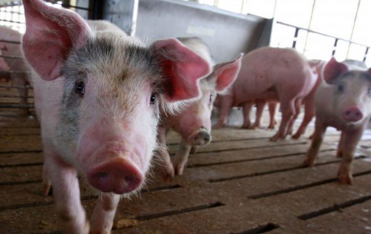Regulile noi pentru creșterea porcilor: Măsuri esențiale în lupta împotriva pestei porcine africane