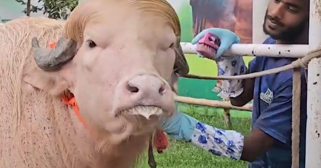 Bivolul albinos din Bangladesh: simbolul sacrificiului și controverselor moderne