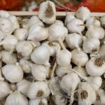 Sprijinul Guvernului pentru Fermierii de Usturoi: O Măsură Esențială pentru Agricultura Românească