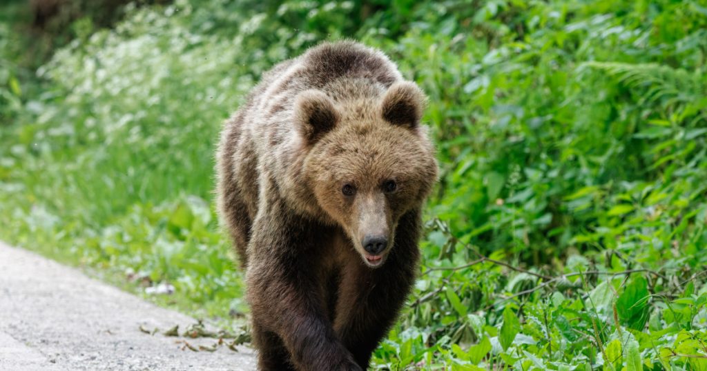 Atacul Ursului în Bistrița-Năsăud: O Privire Asupra Răspunsului Comunității și Implicațiilor Ecologice