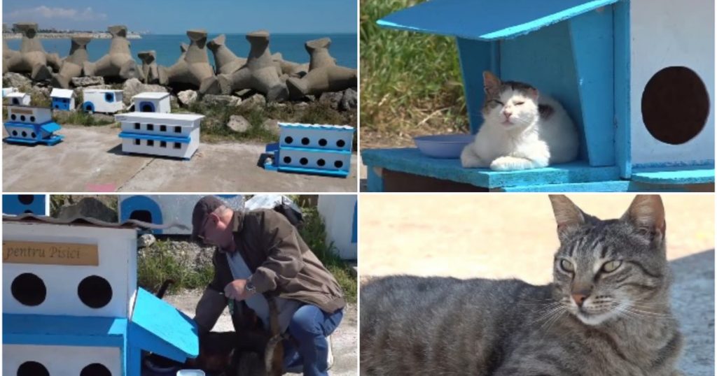 Faleza Pisicilor din Mangalia: O Comunitate de Feline Abandonate și Impactul său Turistic