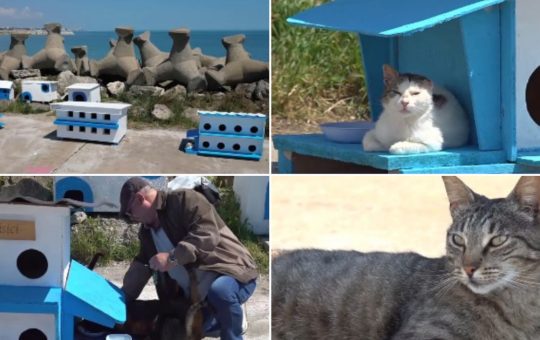 Faleza Pisicilor din Mangalia: O Comunitate de Feline Abandonate și Impactul său Turistic