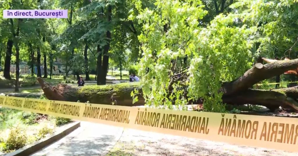 Prăbușirea unui copac uriaș în parc: un incident care ridică semne de întrebare asupra siguranței urbane din București